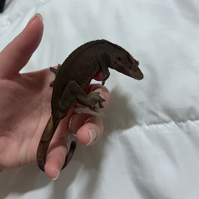 챠콜