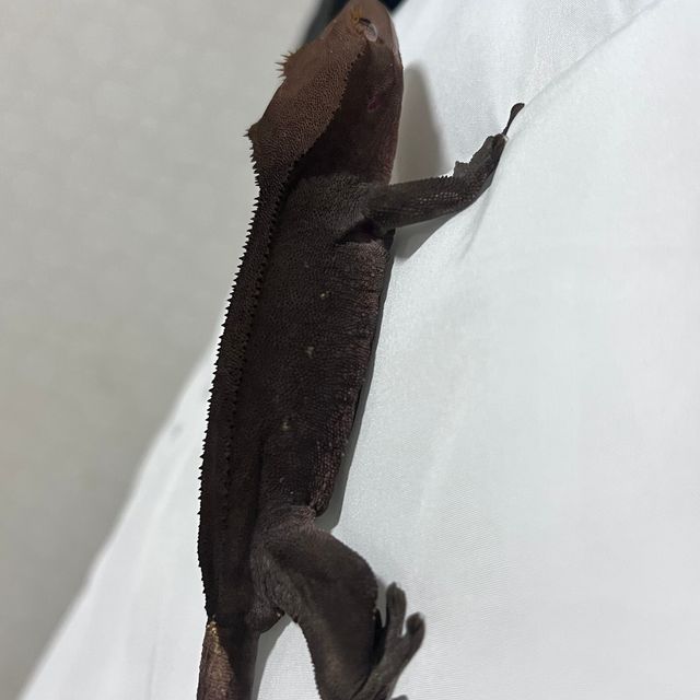 챠콜