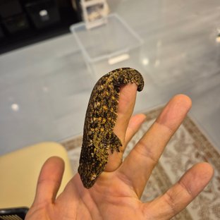 트루 컬러 하이 컬러