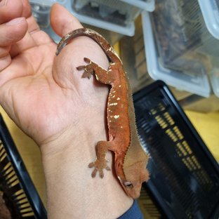 레드 바이 화이트포트홀