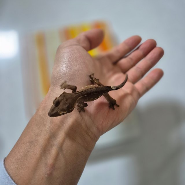 레드 바이 화이트포트홀