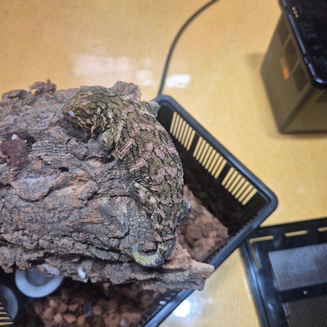 트루 컬러 브로쓰