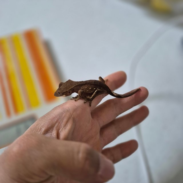 레드 바이 화이트포트홀