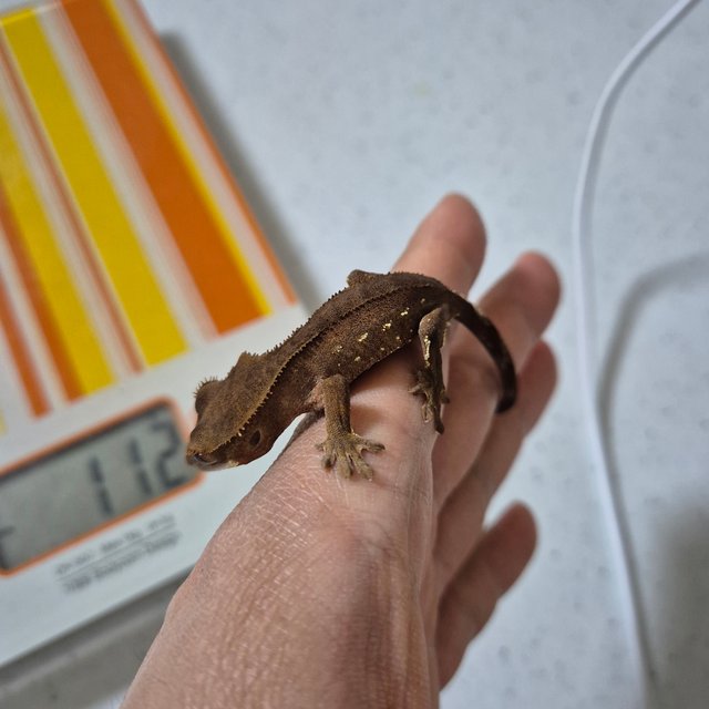 레드 바이 화이트포트홀