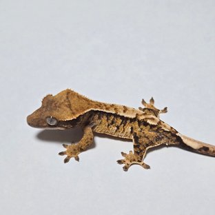 노멀 트라이 할리퀸 익스트림할리퀸