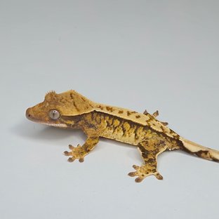 노멀 트라이 할리퀸 텐저린