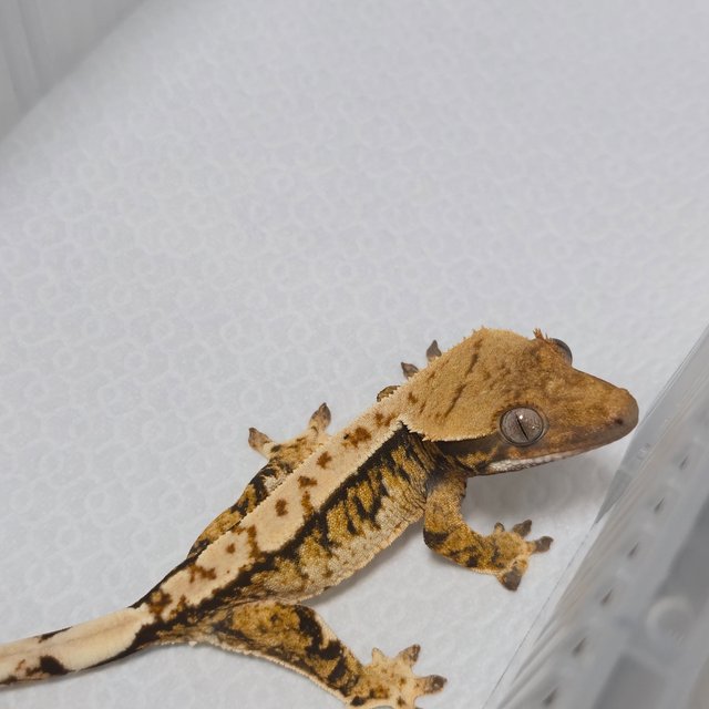 노멀 트라이 할리퀸 텐저린