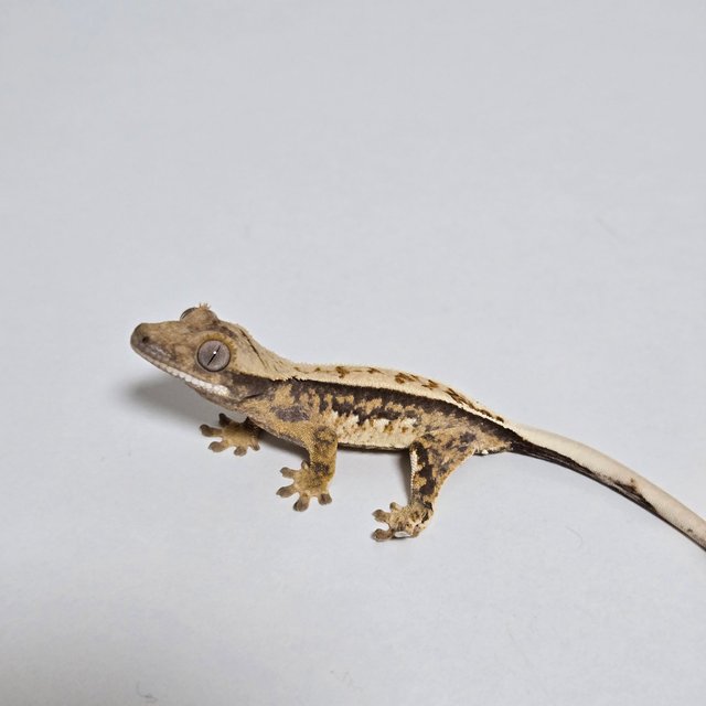 노멀 핀스트라이프 화이트핀