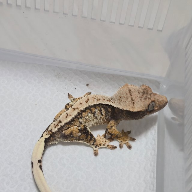 노멀 트라이 화이트스팟 화이트포트홀