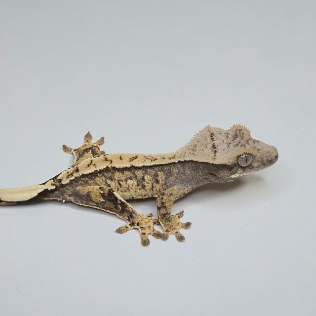 노멀 트라이 화이트스팟 화이트포트홀