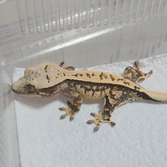 노멀 화이트스팟 화이트포트홀