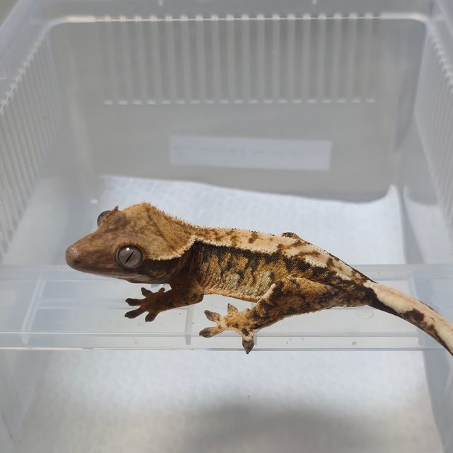 노멀 트라이 할리퀸 익스트림할리퀸