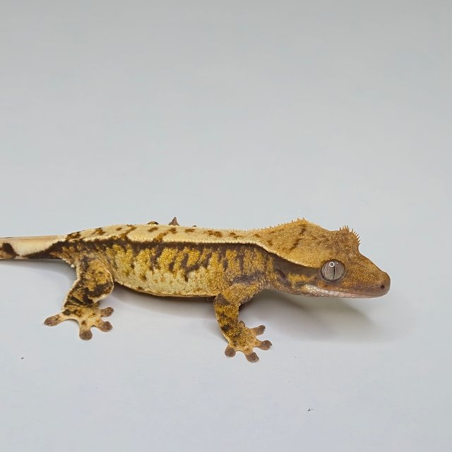 노멀 트라이 할리퀸 텐저린