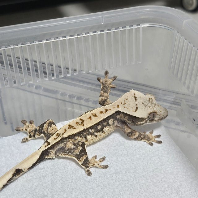 노멀 화이트스팟 화이트포트홀