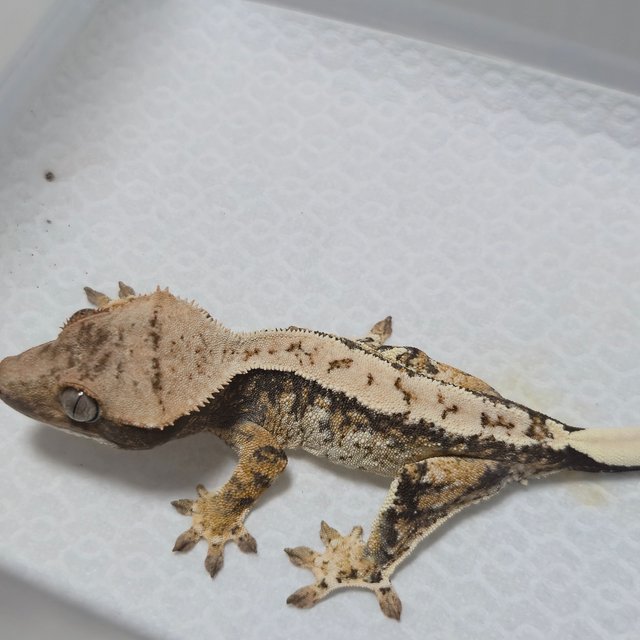 노멀 트라이 화이트스팟 화이트포트홀