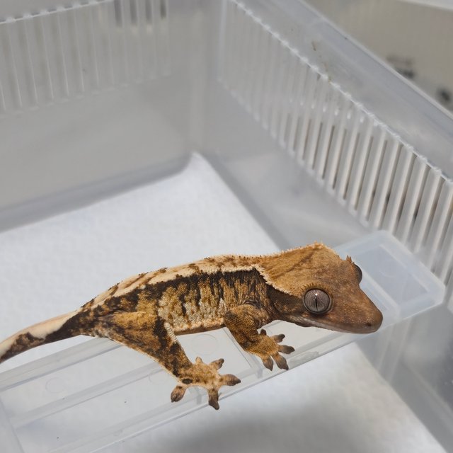 노멀 트라이 할리퀸 익스트림할리퀸