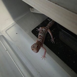 갤럭시