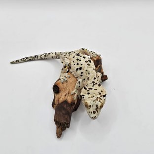 슈퍼달마시안 달마시안 옐로우