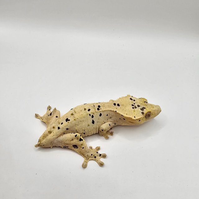 달마시안 슈퍼달마시안