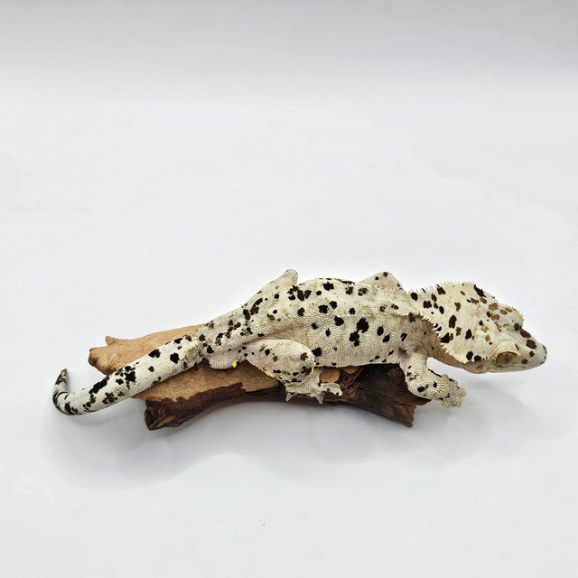 슈퍼달마시안 달마시안 옐로우