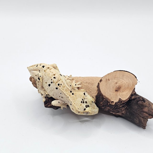 달마시안 슈퍼달마시안