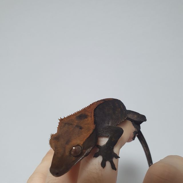 카푸치노