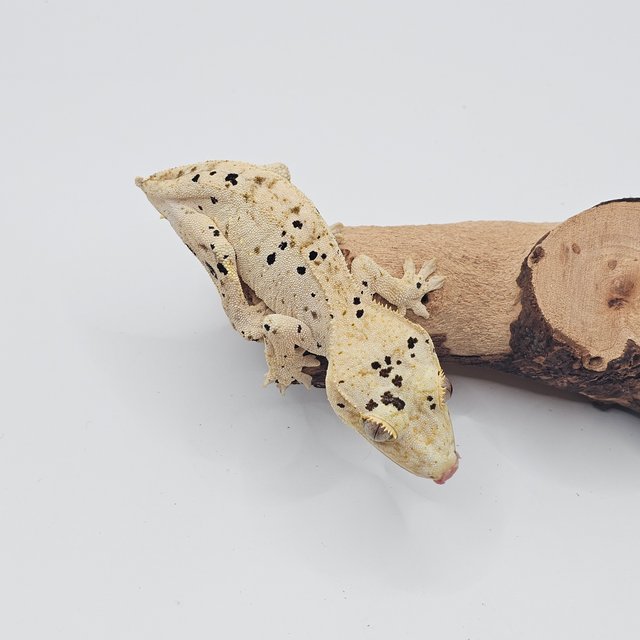 달마시안 슈퍼달마시안