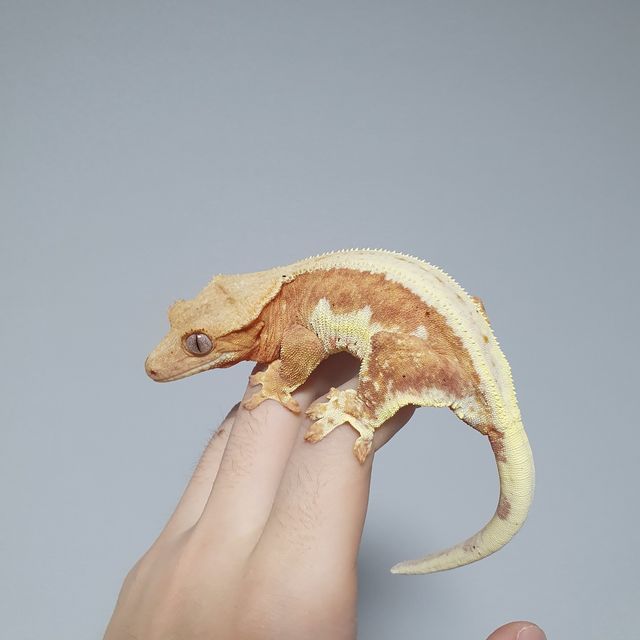 릴리화이트 옐로우 크림시클