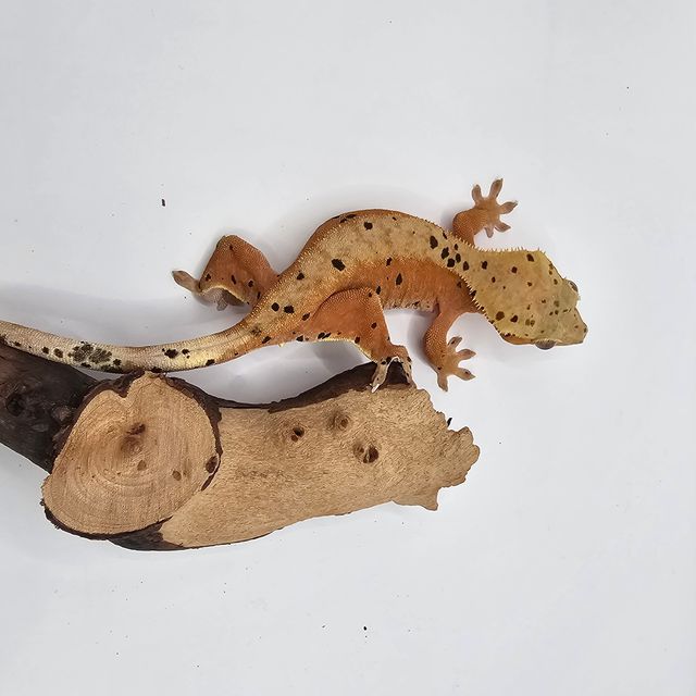 달마시안 슈퍼달마시안 레드