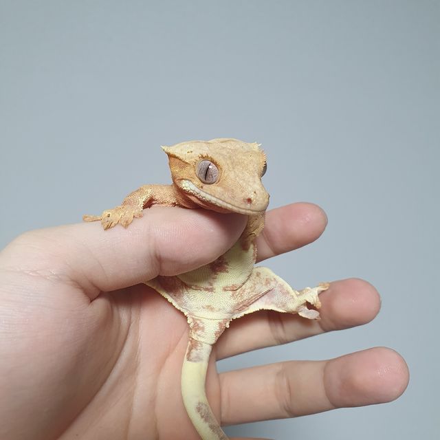 릴리화이트 옐로우 크림시클