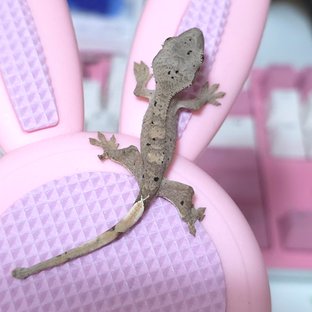 달마시안 슈퍼달마시안