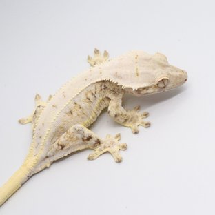 크림 트라이 릴리화이트