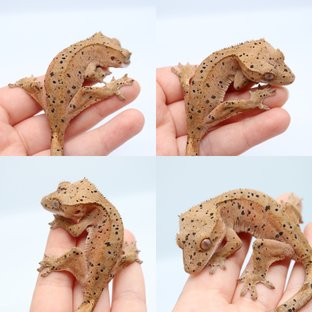 달마시안 슈퍼달마시안