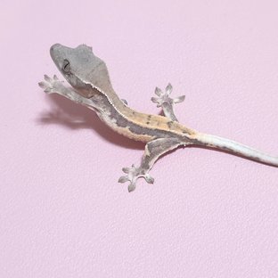릴리 세이블 세이블