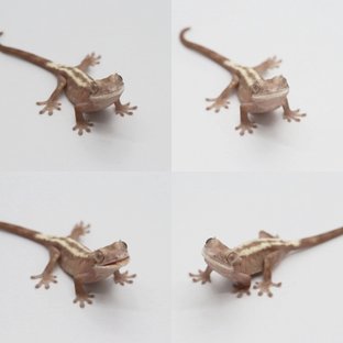 슈퍼세이블 릴리