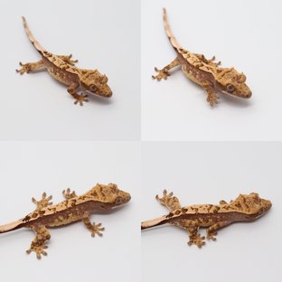 노멀 익스트림할리퀸