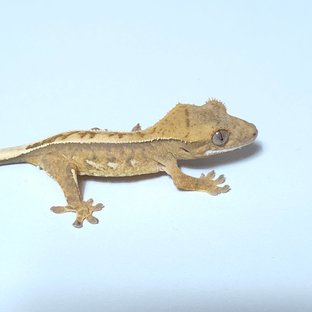 노멀 크림 크림시클 쿼드 풀핀