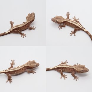 슈퍼세이블 릴리