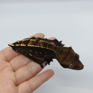 노멀 다크 플레임 핀스트라이프 엠티백