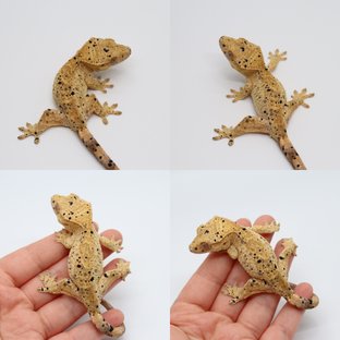 옐로우 달마시안 슈퍼달마시안