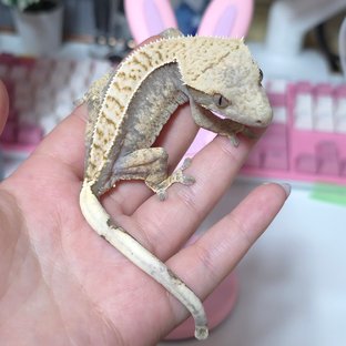 노멀 트라이 익스트림할리퀸