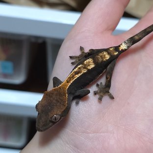 블랙 세이블 다크 플레임