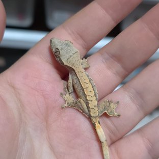 노멀 트라이 익스트림할리퀸 화이트스팟