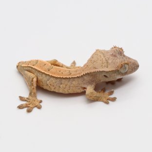 노멀 쿼드 익스트림할리퀸