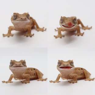 노멀 달마시안 슈퍼달마시안