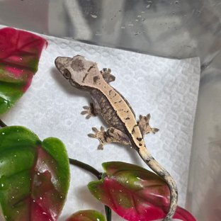 세이블