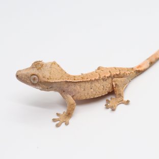 노멀 화이트포트홀 트라이 익스트림할리퀸