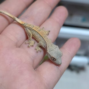 노멀 트라이 익스트림할리퀸