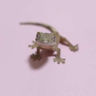 달마시안