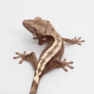 슈퍼세이블 릴리